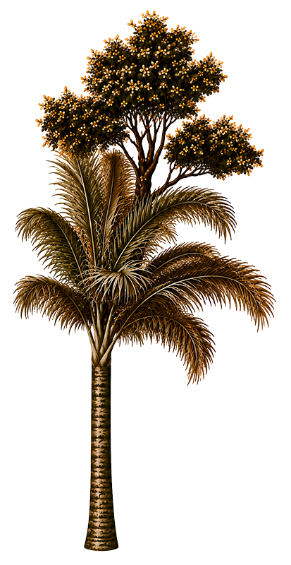 Paradiso Plant