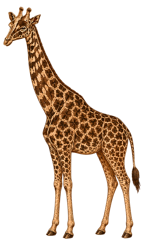 Paradiso Giraffe