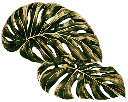 Paradiso Foliage
