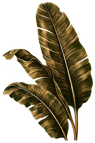 Paradiso Leaf